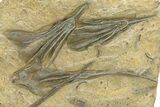 Ordovician Fossil Crinoid Plate - Marzane, Morocco #290273-1